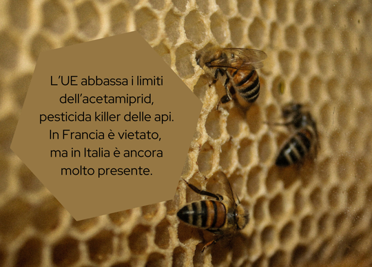 ue abbassa limiti acetamiprid pesticida api.png